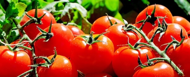 tomatsuppe med friske tomater